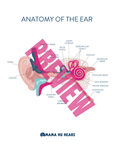 Anatomy of the Ear Download