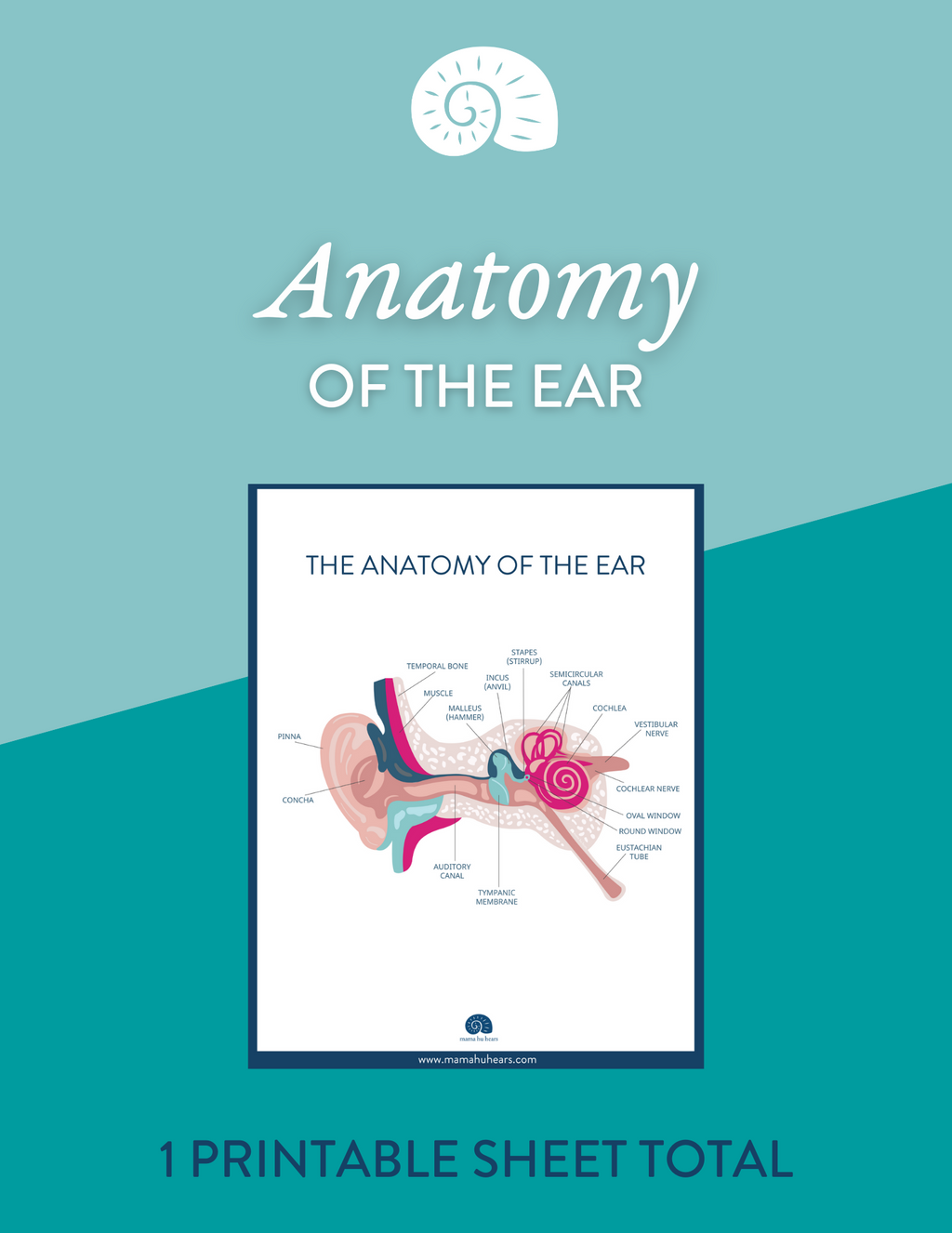 Anatomy of the Ear, Printable Diagram – Mama Hu Hears